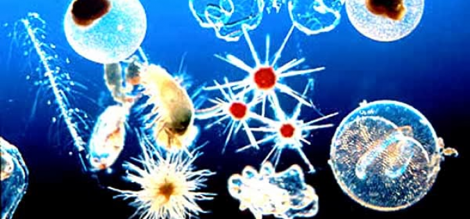 What can marine phytoplankton do for your body?