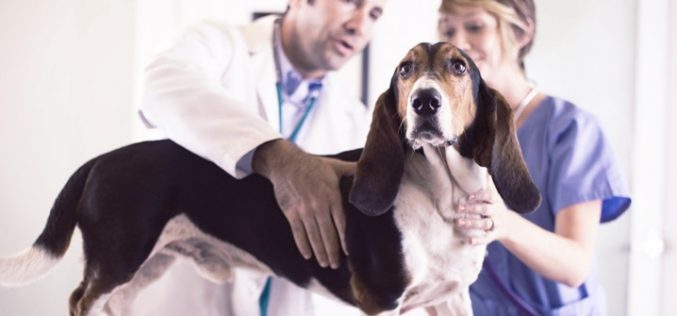 Discover the many benefits of working with a compounding veterinary pharmacy