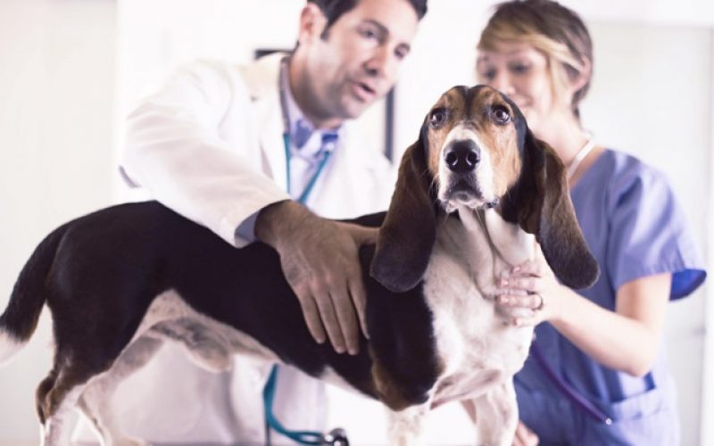Discover the many benefits of working with a compounding veterinary pharmacy