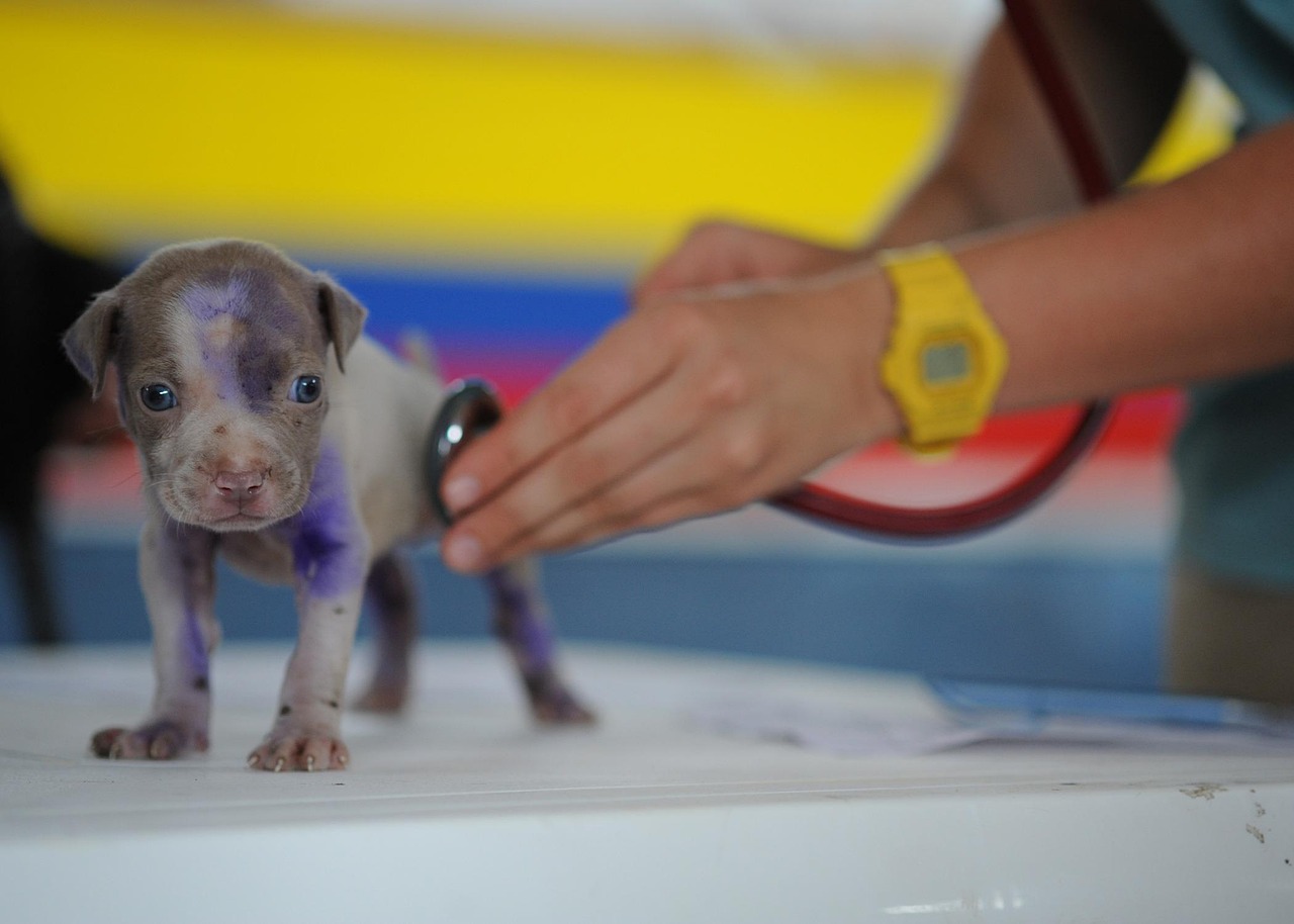 Dog, puppy, canine — Algorithms of diabetes 2nd type treatment