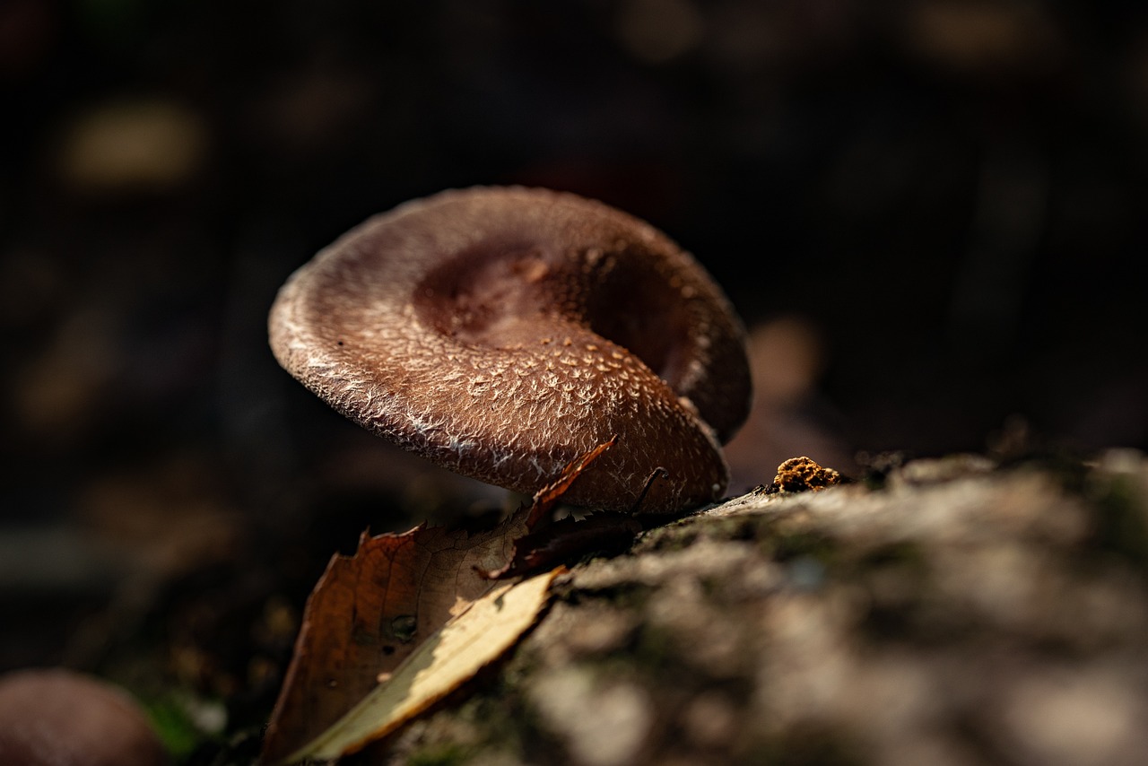 Mushroom, food, wild — At What Age Can You Join Medicare Plan G And Some Of Its Advantage!!