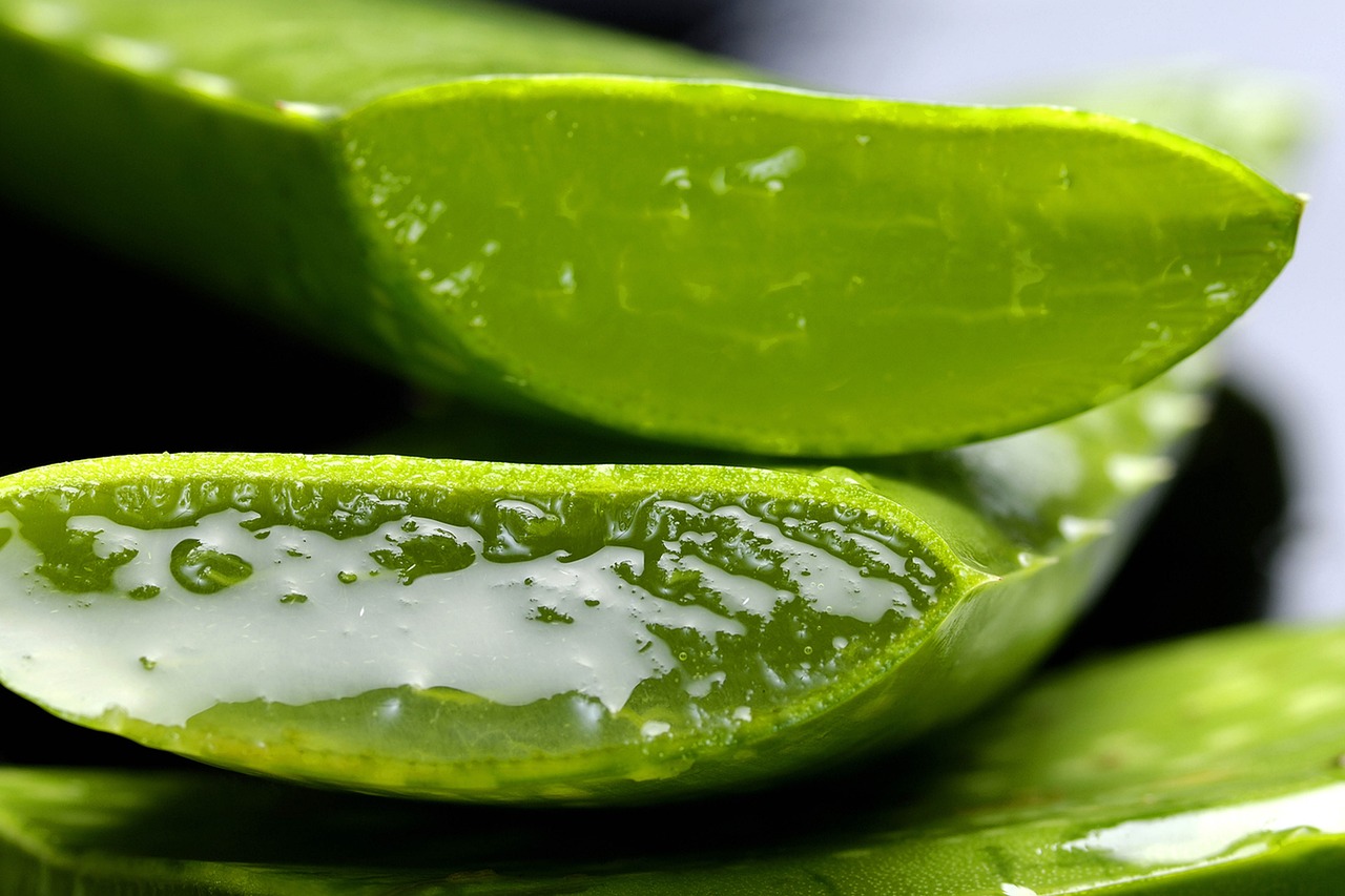 Aloe, aloe vera, nature — Behind the Scenes of Karaoke Nights: A Part-Time Helper's Handbook