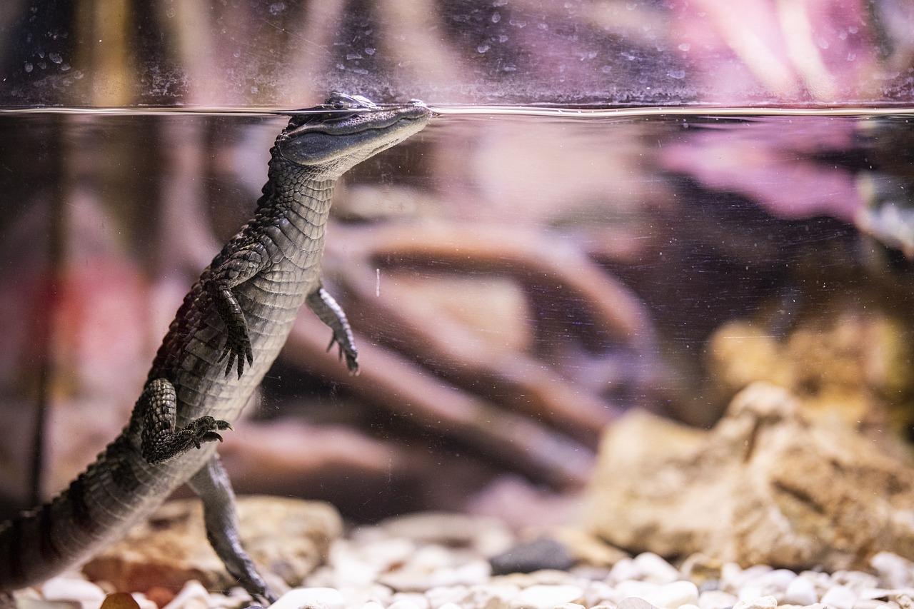 Crocodile, reptile, baby — Best ways to preserve your smile and beauty