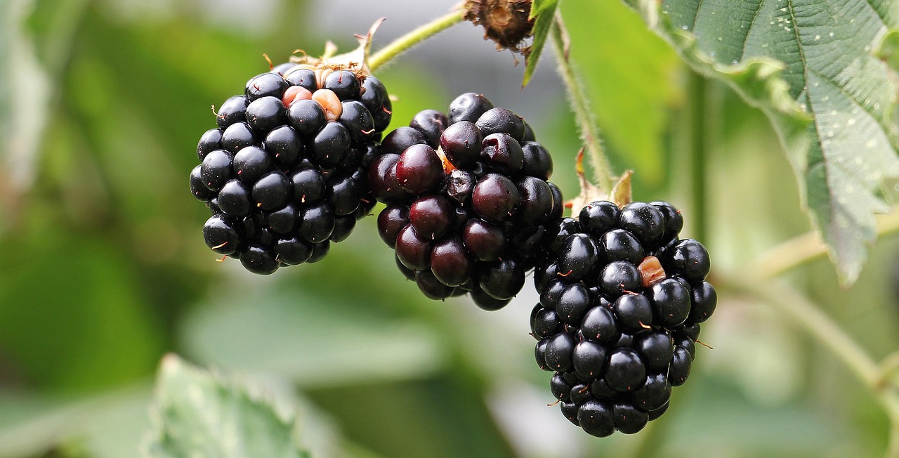 Blackberries, bramble, berries — Breuken: hun behandeling en zorg