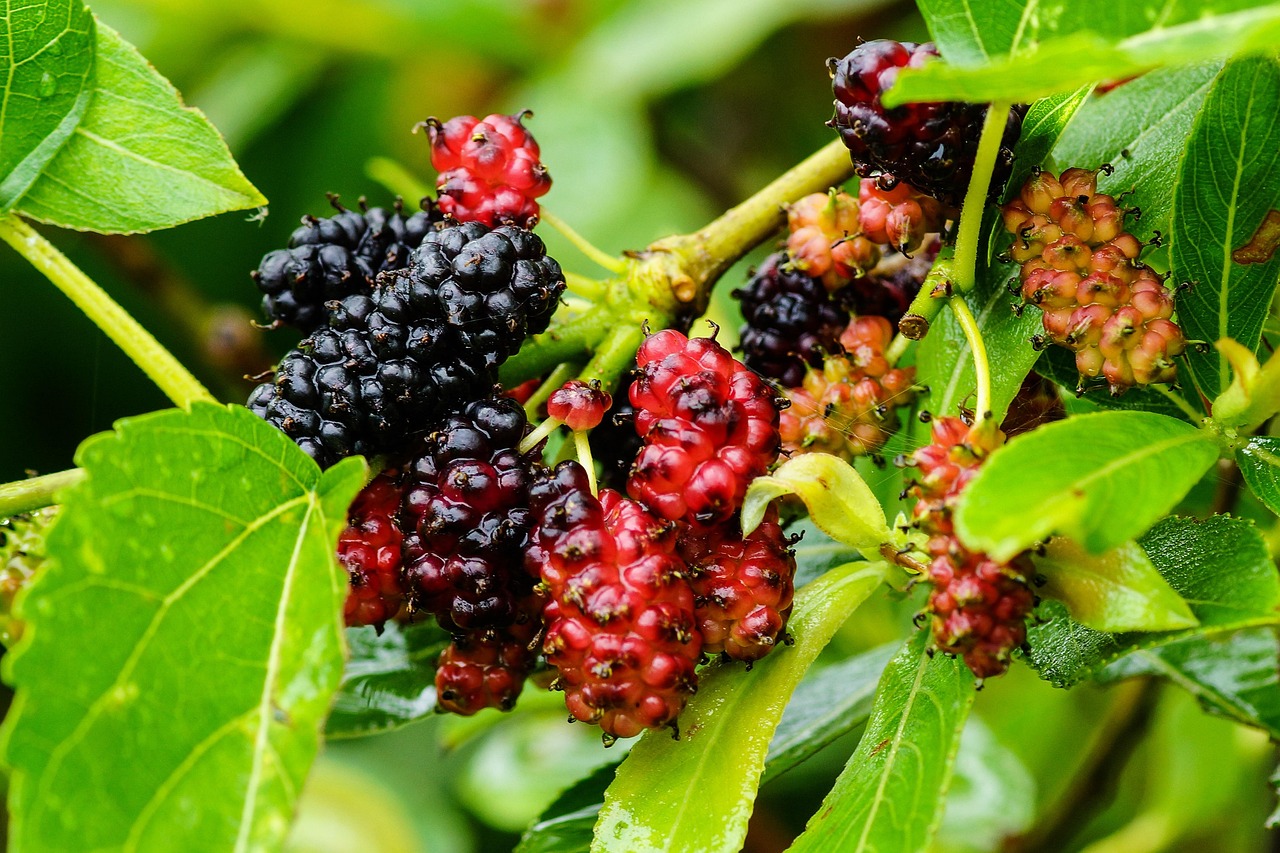 Mulberry, color, wild — Grab The Most Ultimate Benefits Of Using CBD Edibles