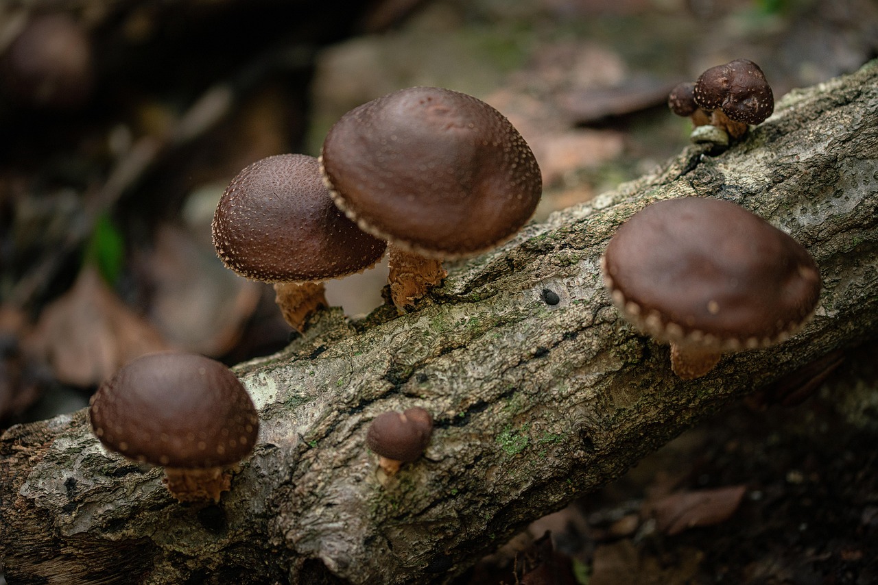 Wild shiitake mushroom, mountain, food — Gynecologist Princeton NJ: Delaware Valley's Multilingual Care