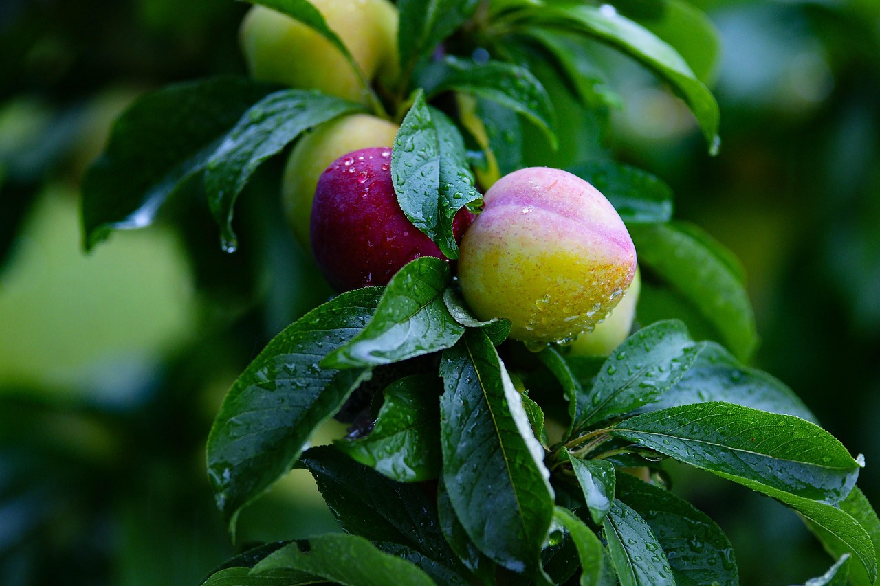 Pear, fruit, pears — Job Hunting Tips for Every Applicant