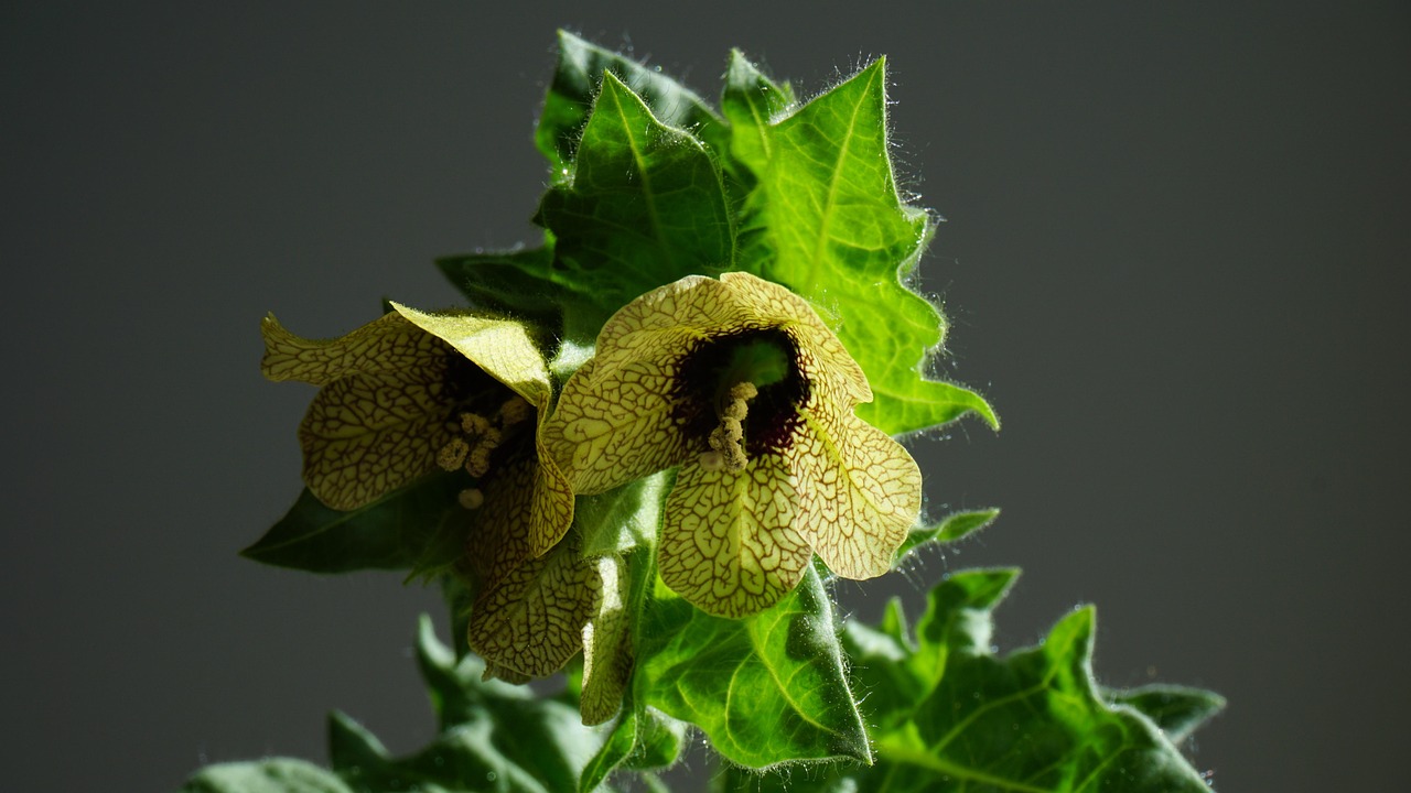 Hyoscyamus niger, henbane, mental health — Points to consider before placing an order for SARMs