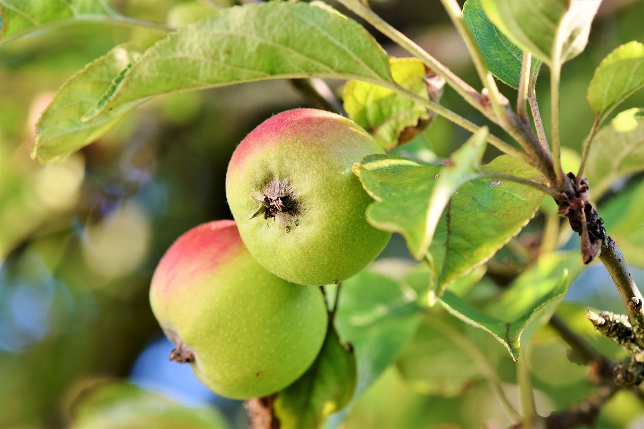 Apple, fruits, food — Reduced vitamin B12 Can Cause Jaundice, Dementia and Horrible Sensations on Hands and Feet