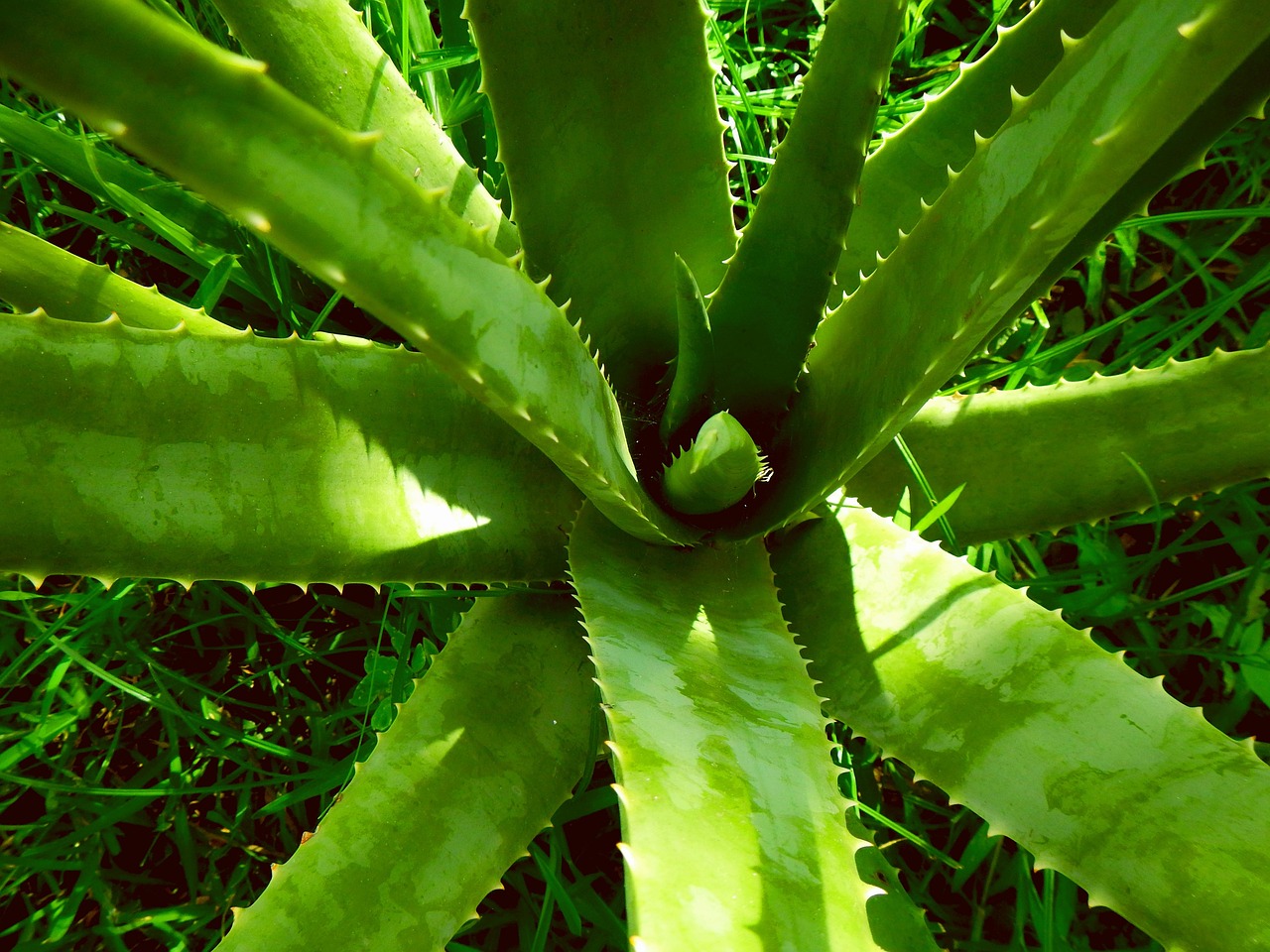 Aloe vera, aloe, nature — Use smart sleep supplement and have a deep sleep