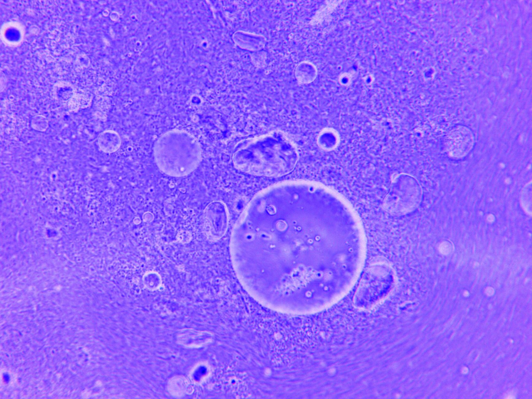 Microscopic view of stem cells in a purple background